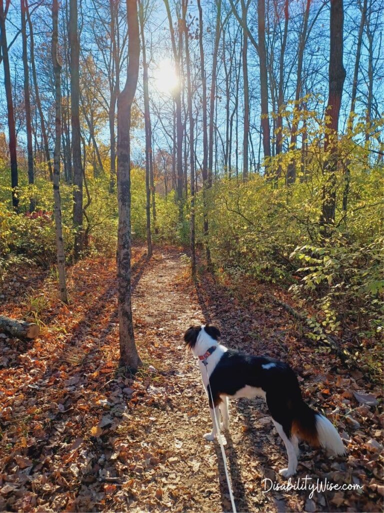 dog in the woods 